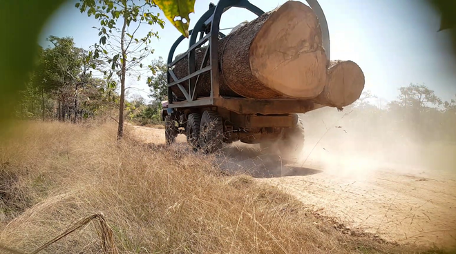 Lkw schaffen illegal geschlagenes Holz aus dem Wald Holzlaster in Kambodscha