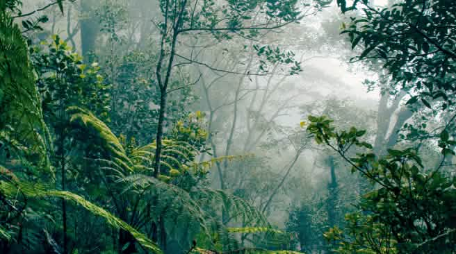 Regenwald auf Borneo