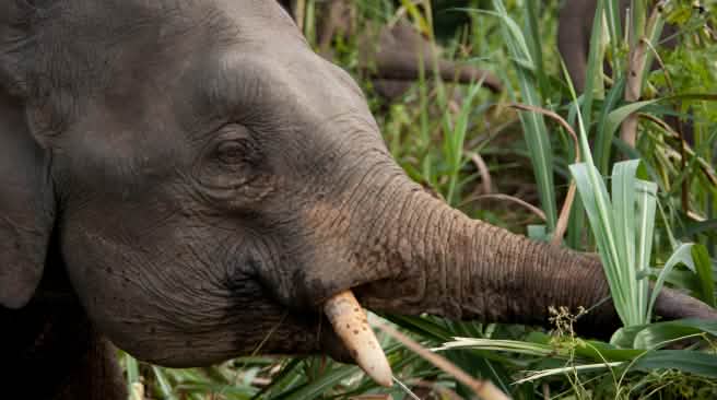 Borneos Zwergelefanten brauchen geschützten Regenwald Zwergelefant frisst Gräser