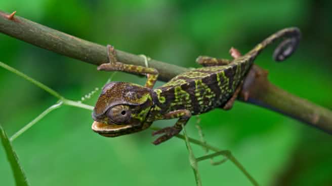 Das „Grazile Chamäleon“ ist Teil der großen Reptilien-Vielfalt im Atewa-Wald ein grün-braun gemustertes Chamäleon klammert sich an einen Ast