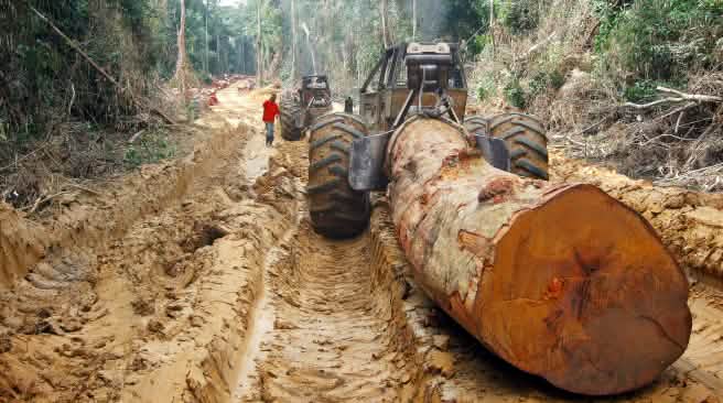 Industrieller Holzeinschlag zerstört die Regenwälder des Kongo Der Stamm eines tropischen Baumriesen wird von einem Forstschlepper aus dem Regenwald in Zentralafrika gezogen