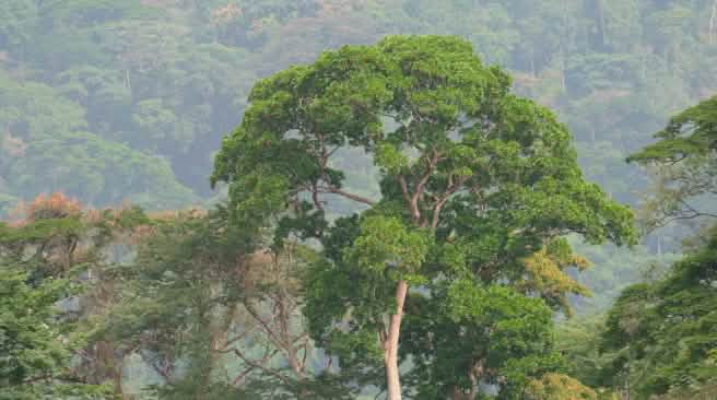 Nigeria hat fast alle Regenwälder verloren, außer Osten des Landes Regenwald am Afi Mountain