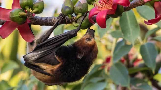 Flughunde ernähren sich von Früchten - zum Ärger von Obstbauern Ein Flughund hängt auf Mauritius an einem Baum.