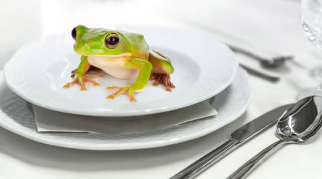 Froschschenkel werden vor allem in Frankreich, Belgien und den USA gegessen Frosch auf dem Teller