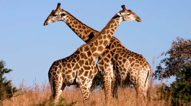 Giraffen Giraffen