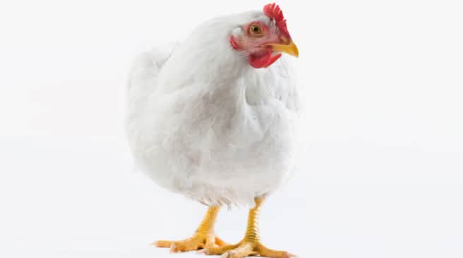 Das Schicksal der Hühner: 47 Tage in Käfigen Huhn Stop Tierfabriken