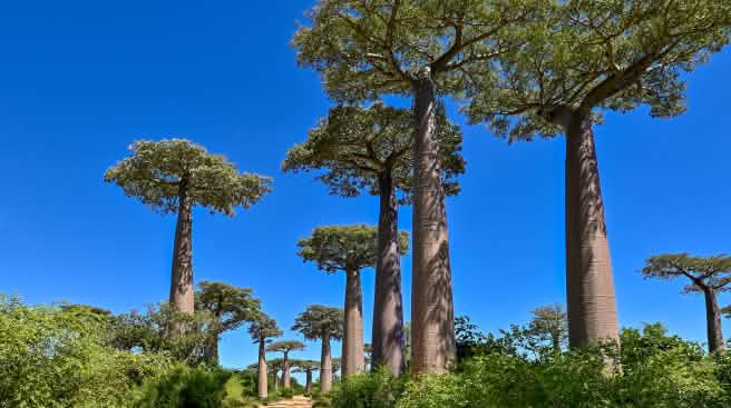 Baobab-Baumallee in Madagaskar