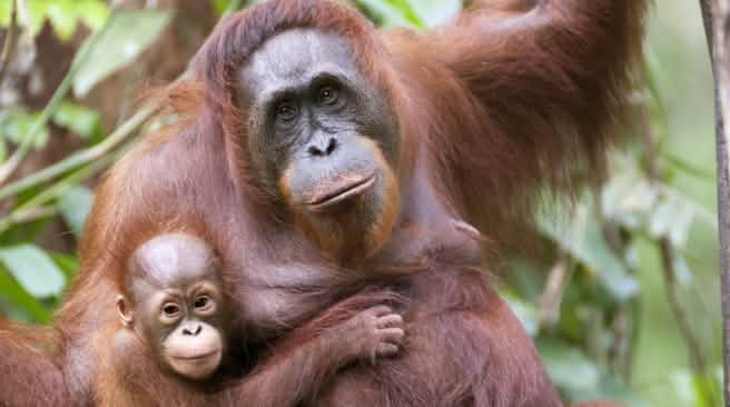 Orang-Utan mit Baby