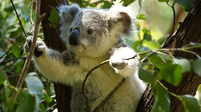 Koala auf Baum