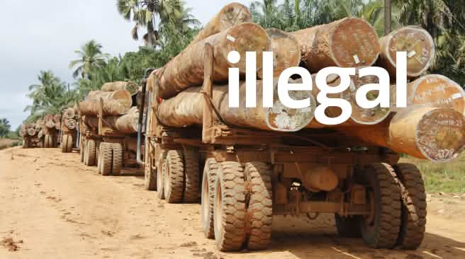Auf Lastwagen werden Baumstämme aus Liberias Wäldern transportiert Mit Baumstämmen beladene Lastwagen in Liberia