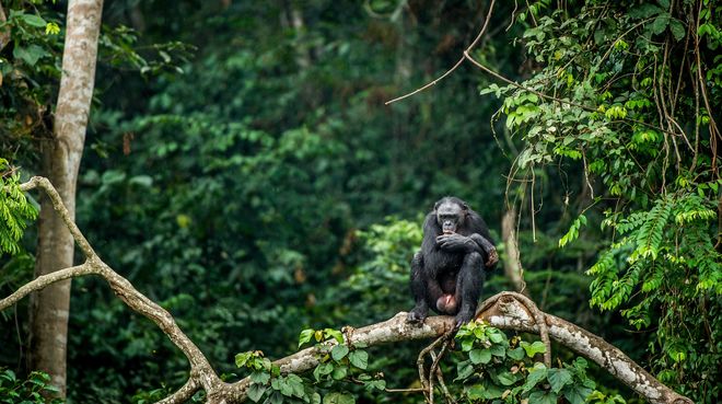 Bonobo auf dem Zweig eines Baumes in Kongo