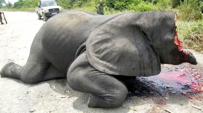 Elfenbein wird in der EU gehandelt Gewilderter Elefant in Virunga Park