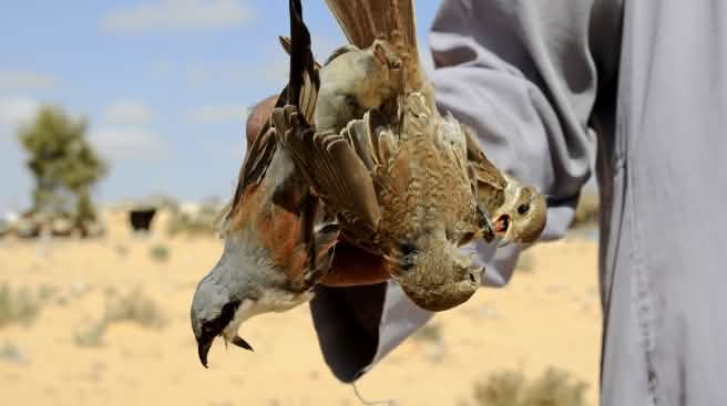 Ein Vogeljäger präsentiert gefangene Neuntöter, die er in einem Reusennetz gefangen hat © H. Schulz Vogelfang in Ägypten