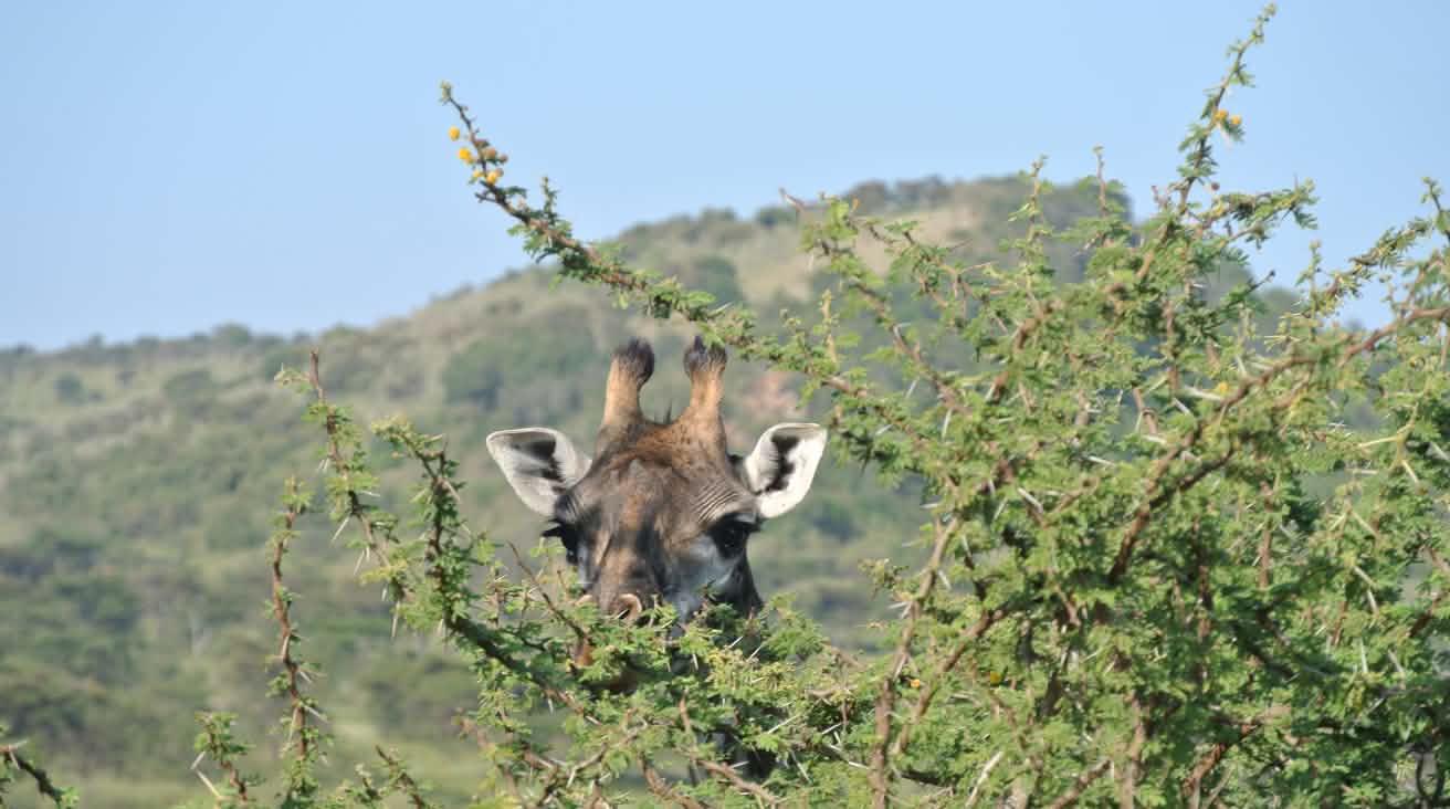 Giraffe späht durch einen mit Dornen bewachsenen Baum – zu sehen ist nur der Kopf