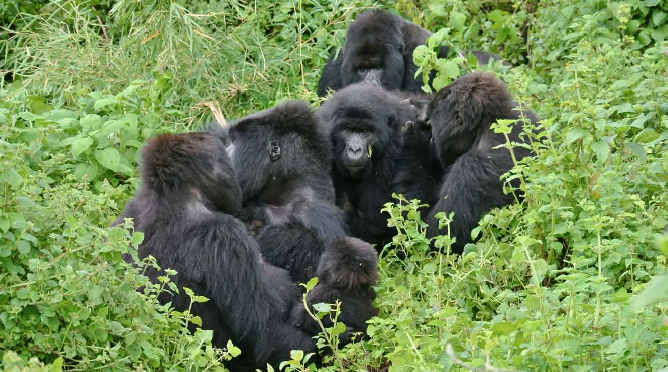 Gorillas im Virunga Nationalpark, November 2021