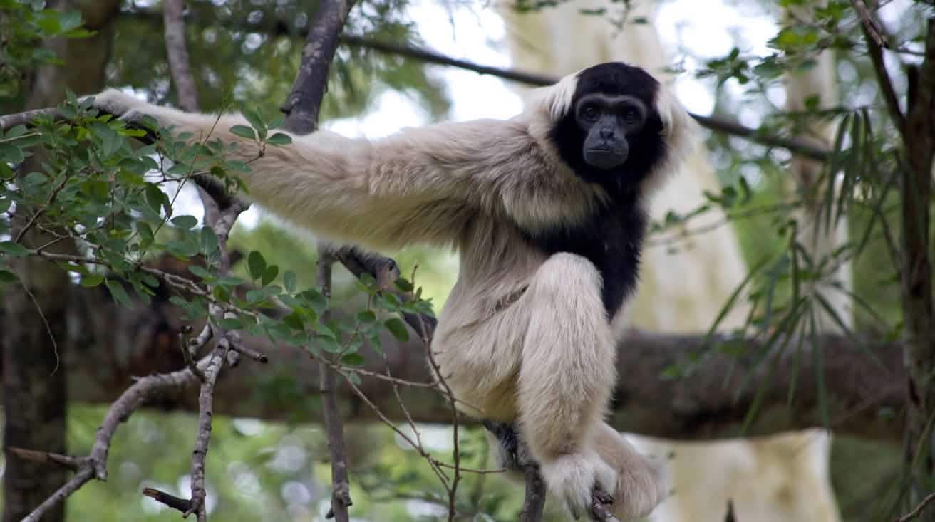 Gibbon sitzt auf einem dicke Ast und schaut in die Kamera
