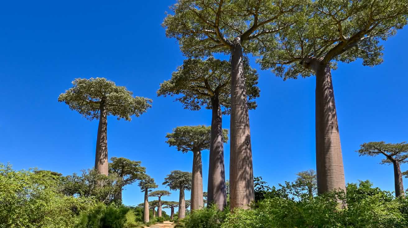 Baobab-Baumallee in Madagaskar