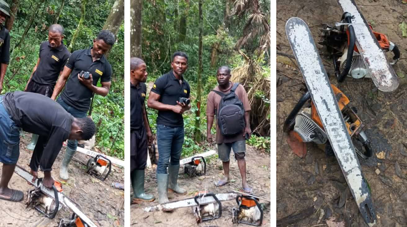 Eco-Guards beschlagnahmen Motorsägen