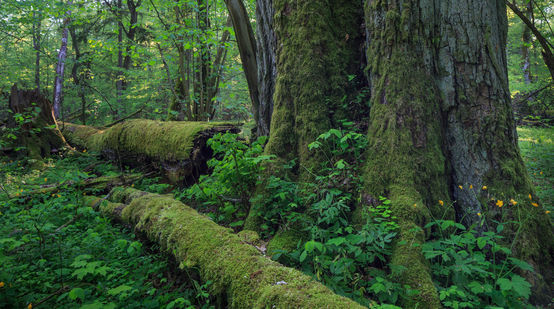 ein dicken Baum, umgefallene Bäume verrotten Bialowieza Wald in Polen