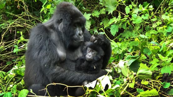 Gorilla mit Jungen in Virunga