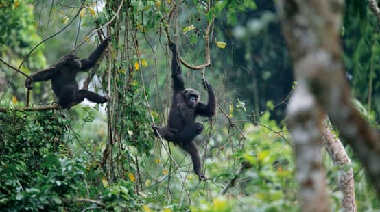 Schimpansen im Ebo-Wald