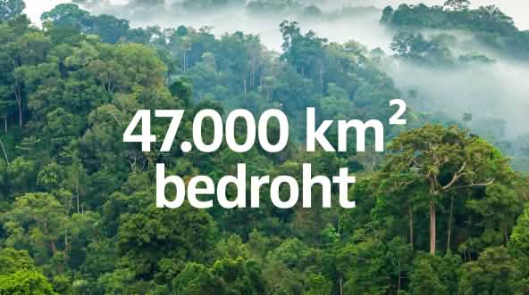 Regenwald Nebel - Text "47000km2  Regenwald bedroht"