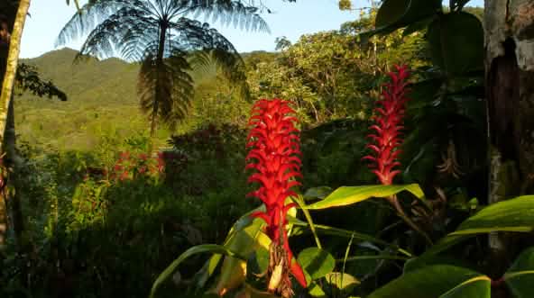 Bromeliengewächs