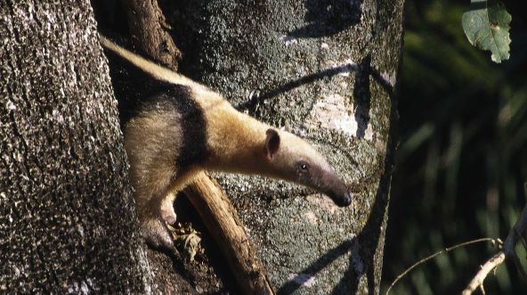 Ein Ameisenbär guckt aus einer Astgabel hervor