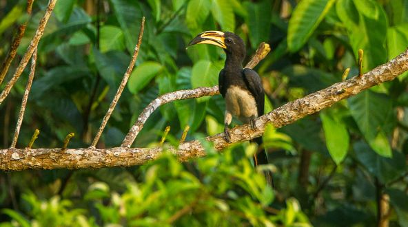 Nashornvogel im Kakum-Nationalpark (Ghana)