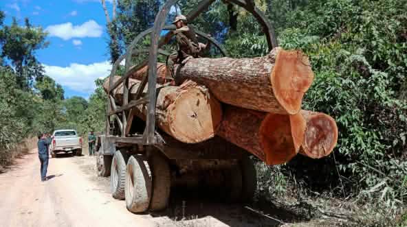 Holzraub in Kambodscha