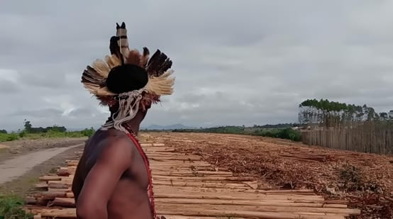 Indigener auf einer Eukalyptusplantage