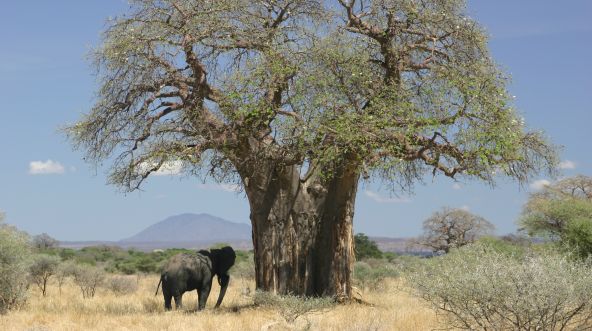 Elefant neben Baobab in der Savanne