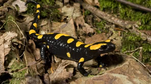 Feuersalamander