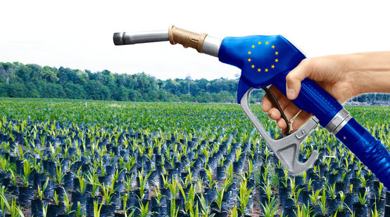 Palmöl Biosprit EU