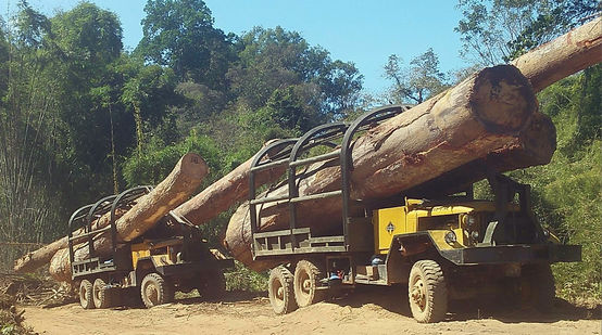 Lkw schmuggeln illegal in Kambodscha geschlagenes Holz nach Vietnam