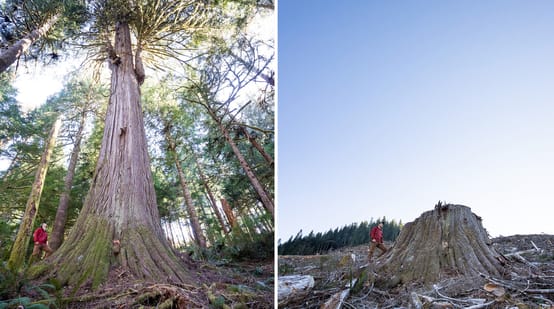 Collage Before After - Rodung in Caycuse Kanada