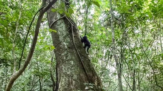 Schimpanse klettert auf einen Baum, Liberia