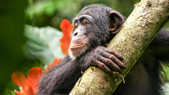 Schimpanse in Liberia