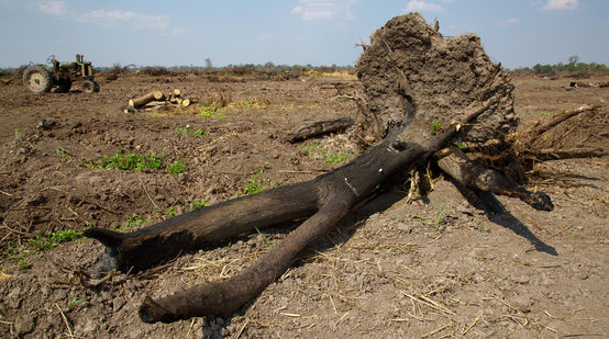 Abgebrannter Baum für Anlage von Soja-Plantage im Gran Chaco