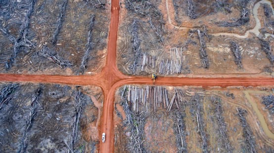 Luftbild: Rodung für Palmölplantage der Firma Korindo in Papua