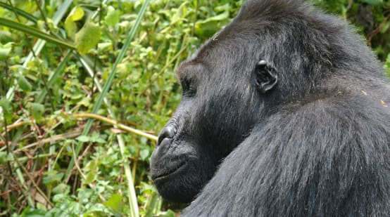 Östlicher Flachlandgorilla im Kahuzi-Biega Nationalpark