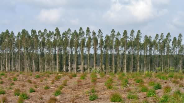 Baumplantage in Südafrika