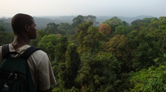 Regenwald südlich des Korup Nationalparks, Kamerun