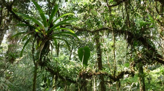 Epiphyten im ecuadorianischen Regenwald