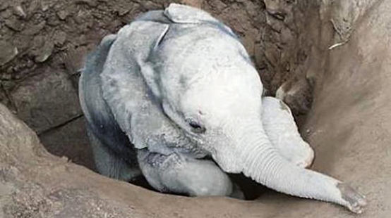 Elefantenbaby Savannah wurde aus einem Schacht gerettet