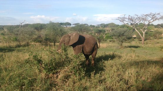 Elefant in Tansania