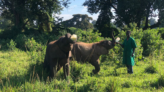 Ein Pfleger füttert die kleinen Elefanten Savannah und Burigi