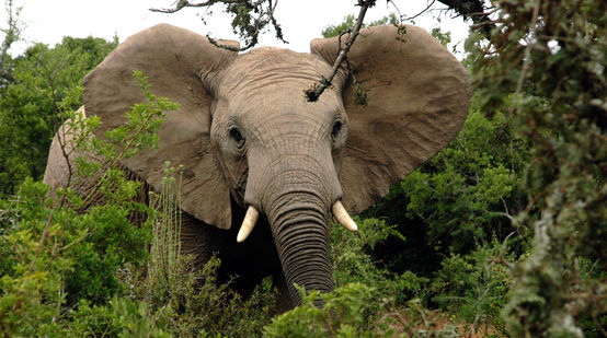 Afrikanischer Elefant im Wald