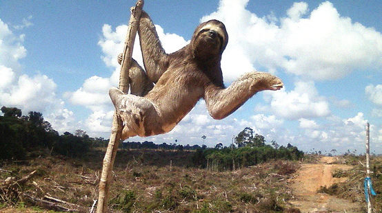 Dreifingerfaultier auf einer abgeholzten Regenwaldfläche in Peru