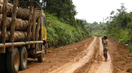 Eine Person fotografiert einen mit Baumstämmen beladenen Lastwagen auf einer Piste im Regenwald